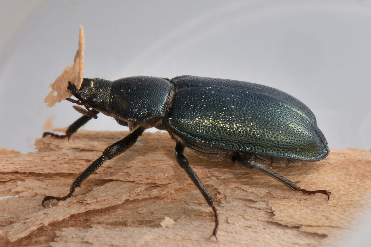 Lucanidae: Platycerus caraboides, femmina